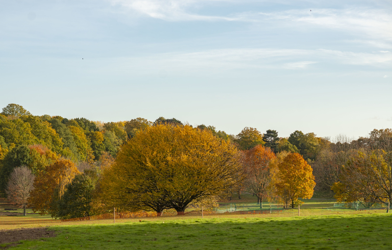 One of Lewisham's parks in the Autumn, with a field in the foreground and a variety of trees in the background