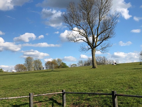 A photo of Blythe Hill, grass and a tree in the shot