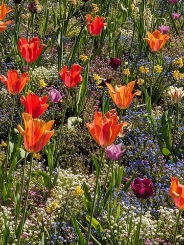 A photo of colourful orange and purple flowers from Horniman Museum and Gardens