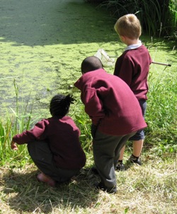 Pond dipping at Burnt Ash Pond