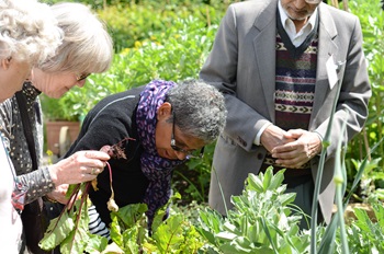 Four people gardening at Sydenham Gardens.