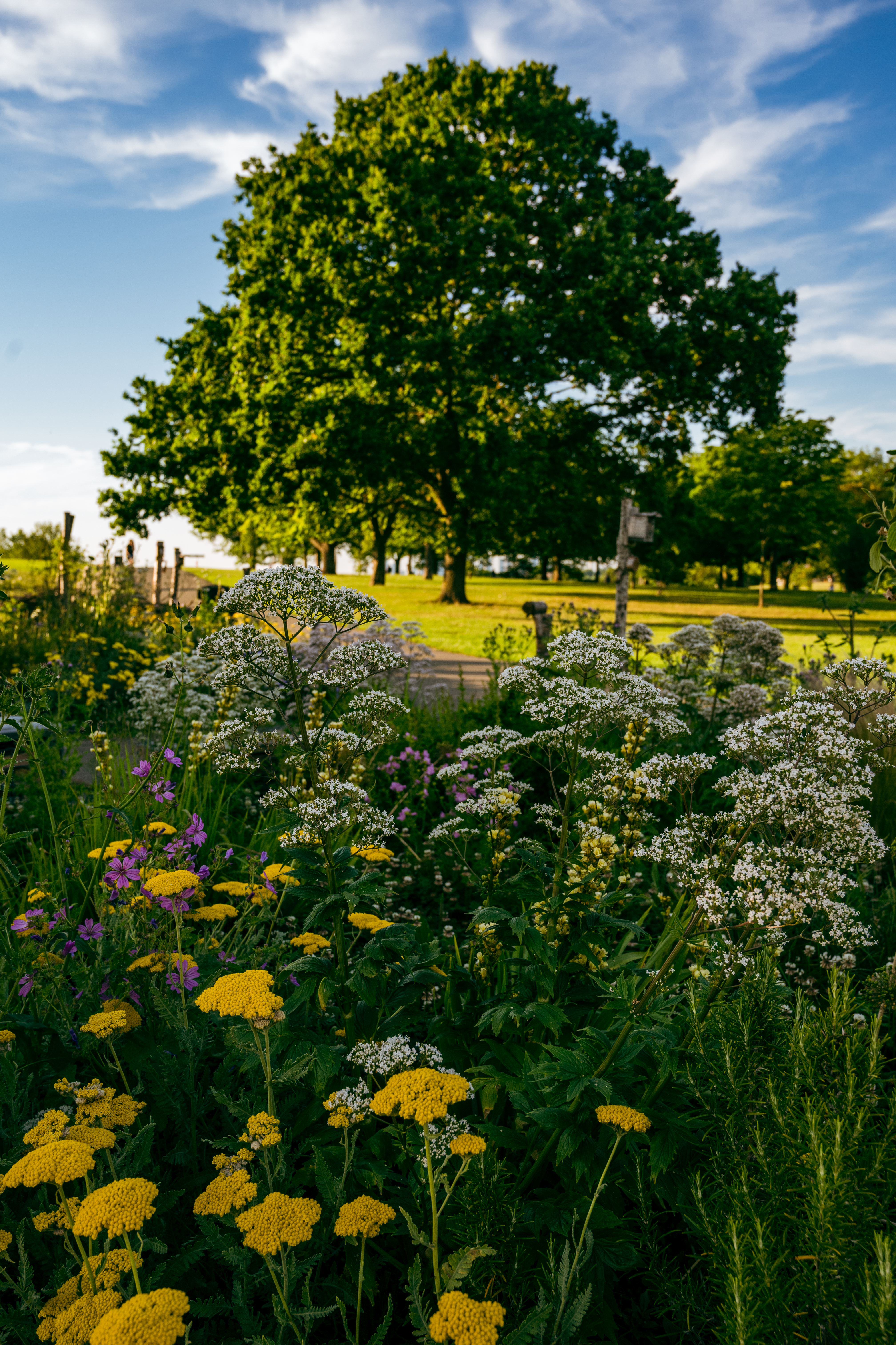 Hilly Fields