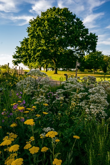 Green Flags still flying high in Lewisham's parks