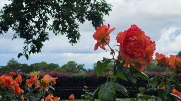 Nature in your neighbourhood