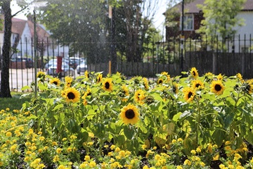 Lewisham Council secures £840,000 grant to boost access to green spaces