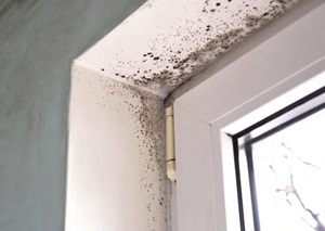 Black mould spots forming in the corner of a window cavity