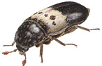 Beetle