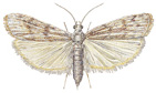 Moth